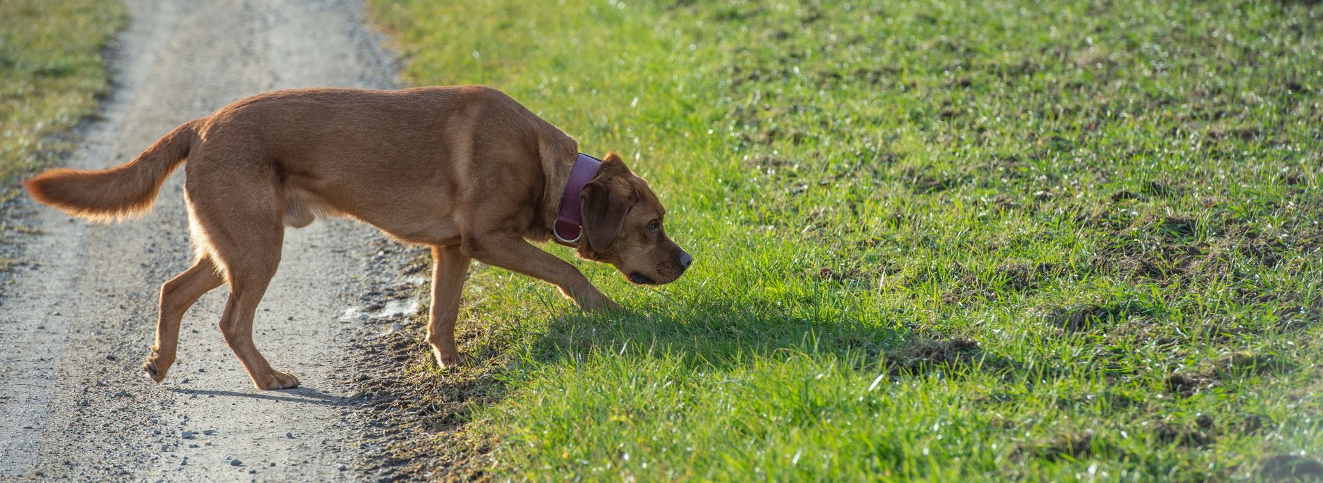 Geruchsfährten – Nasenarbeit